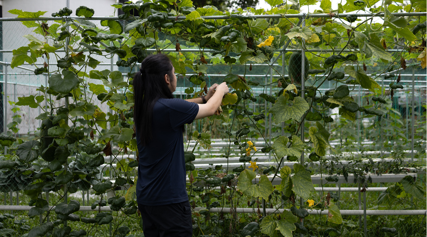 Charles at work on his bionic hydroponics system at Winstedt Campus.