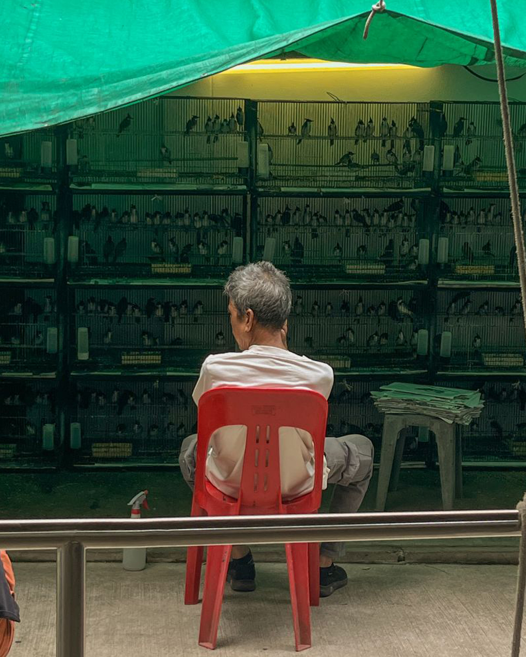 birds watching